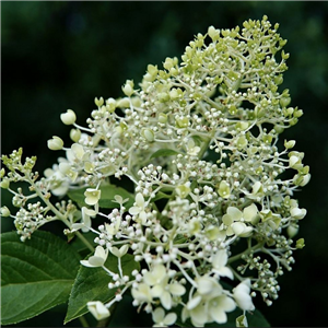 Hydrangea paniculata Brussels Lace