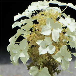 Hydrangea paniculata Butterfly