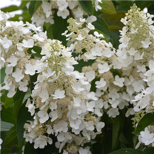 Hydrangea paniculata Candlelight