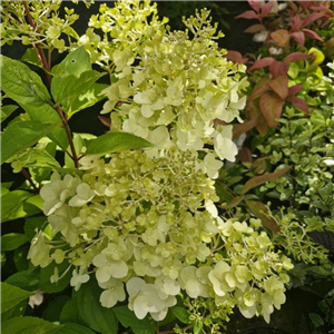 Huge flowered paniculate Hydrangea suitable for  both borders in sun and semi shade