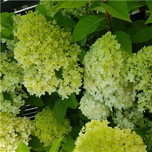 Hydrangea paniculata Limelight