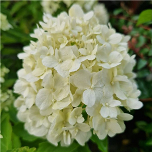 Hydrangea paniculata Little Spooky