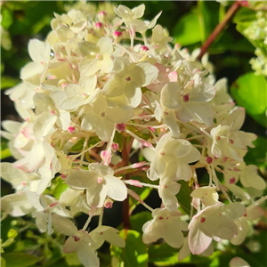 Hydrangea paniculata Magical Andes