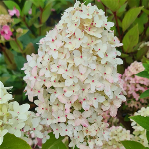 Hydrangea paniculata Magical Candle