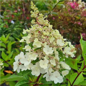 Hydrangea paniculata Magical Fire