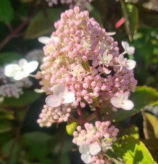 Hydrangea paniculata Magical Himalaya