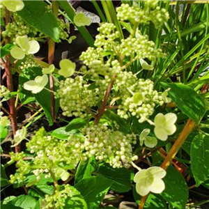 Hydrangea paniculata Magical Himalaya