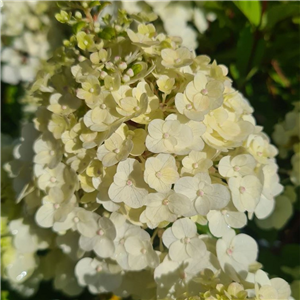 Hydrangea paniculata Magical Mont Blanc