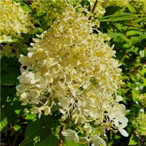 Hydrangea paniculata Magical Summer