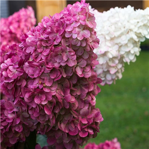 Hydrangea paniculata Magical Vesuvio