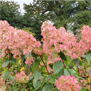 Hydrangea paniculata Pink Diamond