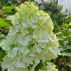 Hydrangea paniculata Polar Bear