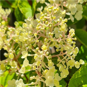 Hydrangea paniculata Silver Dollar