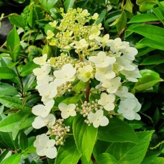 Hydrangea paniculata Tardiva