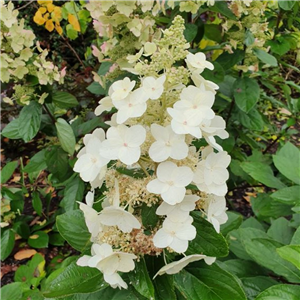 Hydrangea paniculata Unique