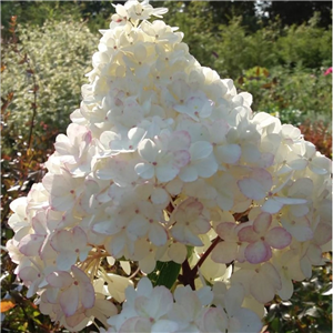 Hydrangea paniculata Vanille Fraise