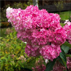 Hydrangea paniculata Wims Red