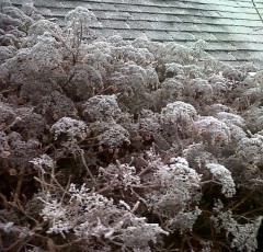 Hydrangea petiolaris