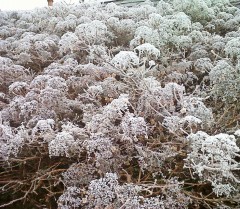 Hydrangea petiolaris