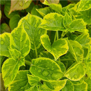 Hydrangea petiolaris Miranda