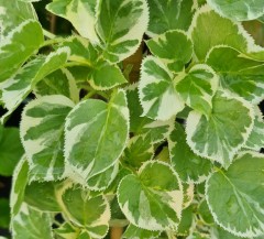 Hydrangea petiolaris Silver Lining