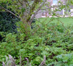 Hydrangea petiolaris