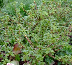 Hydrangea petiolaris