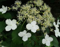 Hydrangea petiolaris