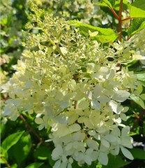 Hydrangea paniculata Phantom