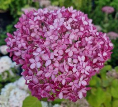 Hydrangea arborescens Pink Annabelle