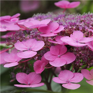 Hydrangea serrata Tiara