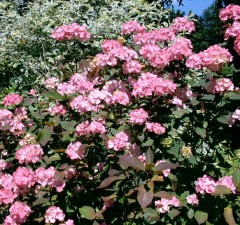 Hydrangea Preziosa