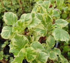 Hydrangea petiolaris Silver Lining