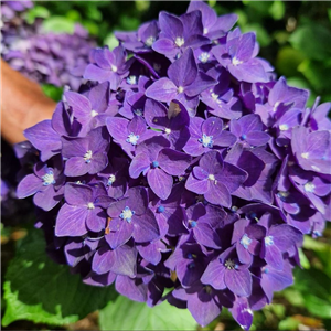 Hydrangea macrophylla purple with blue eye