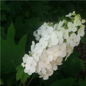 Hydrangea quercifolia Ice Crystal