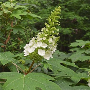 Hydrangea quercifolia