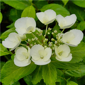 Hydrangea macrophylla Runaway Bride