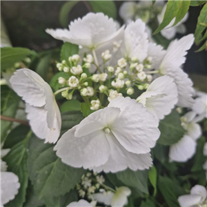 Hydrangea macrophylla Runaway Bride