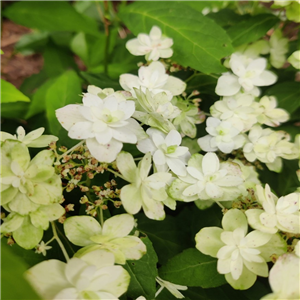 Hydrangea serrata Fuji no Taki