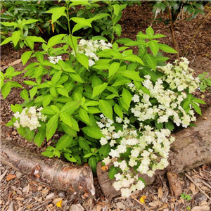 Hydrangea serrata Fuji no Taki