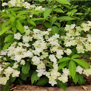 Hydrangea serrata Fuji no Taki