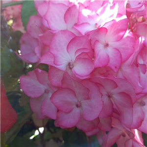 Hydrangea macrophylla Sabrina