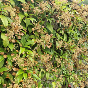 Hydrangea seemanii