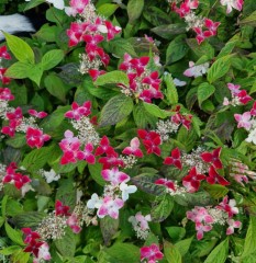 Hydrangea serrata Hatsuhime