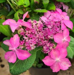 Hydrangea serrata Hatsuhime