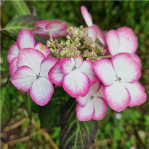 Hydrangea serrata Kiyosumi Sawa