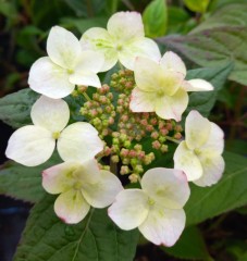 Hydrangea serrata Kurenai