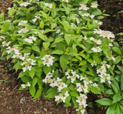 Hydrangea serrata Kurenai