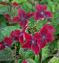 Hydrangea serrata Kurenai