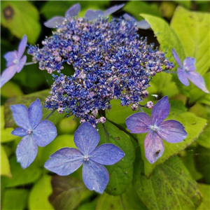 Hydrangea serrata Kurohime